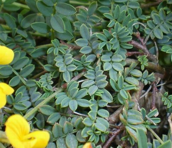 Hippocrepis cfr.comosa